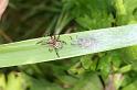 Larinioides_cornutus_D3108_Z_80_Loosdrechtse plassen_Nederland